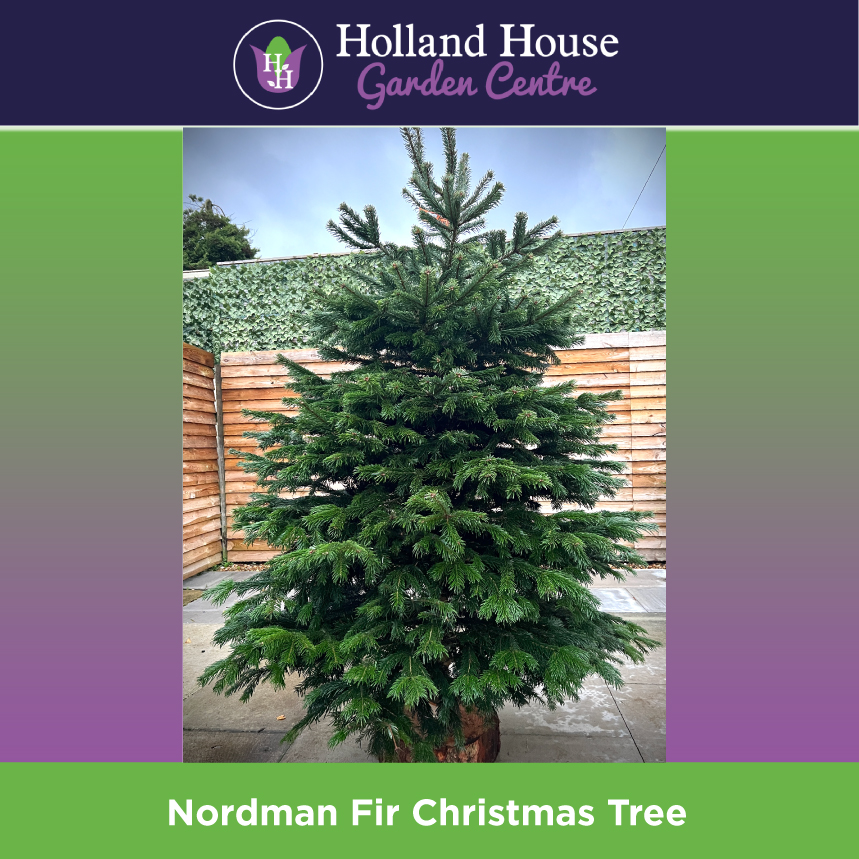 Premium Nordman Fir Christmas Tree - Holland House Garden Centre Preston