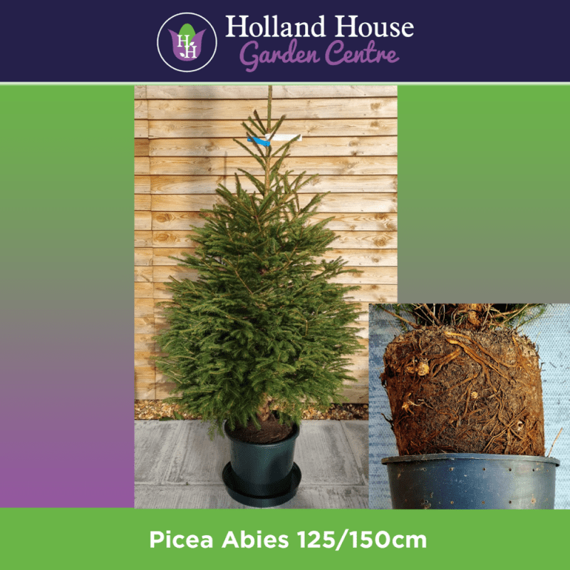 Potted Picea Abies 100-175cm Christmas Trees