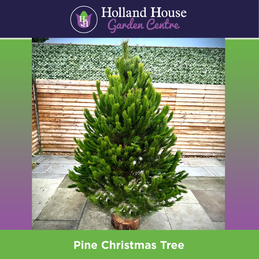 Pine Christmas Tree Holland House Garden Centre Preston