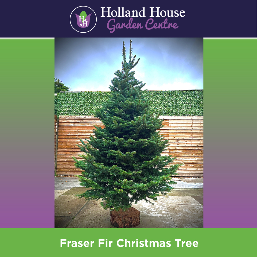 Premium Fraiser Fir Christmas Tree 67Ft Holland House Garden Centre