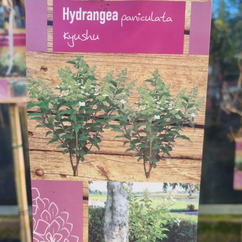 Hydrangea Paniculata Kysushu 1/2 Standard