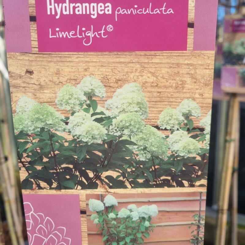 Hydrangea Paniculata Limelight 1/2 Standard