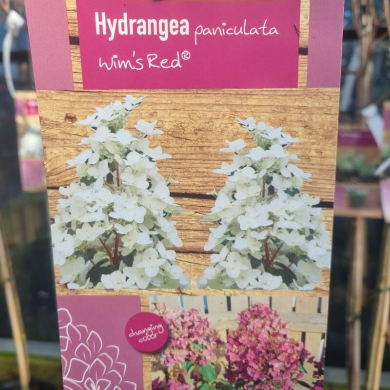 Hydrangea Paniculata Wilms Red 1/2 Standard