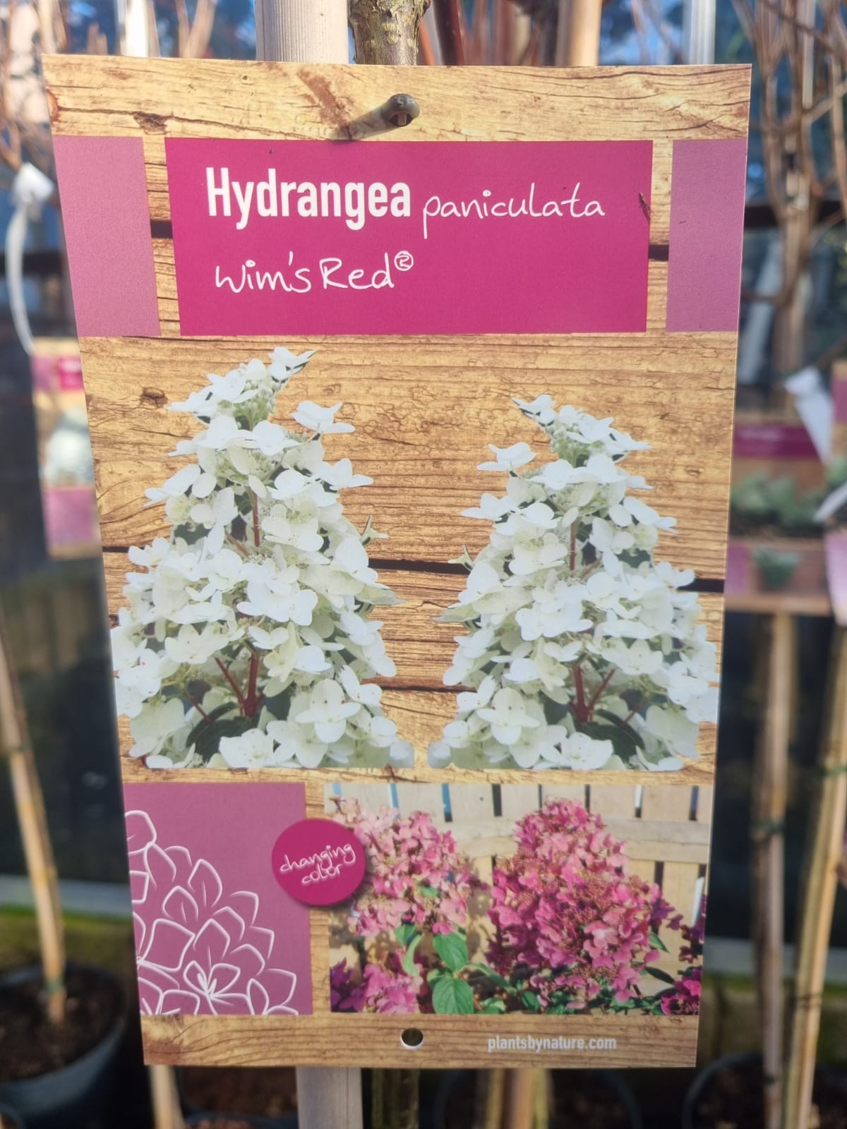 Hydrangea Paniculata Wilms Red 1/2 Standard - Holland House Garden ...