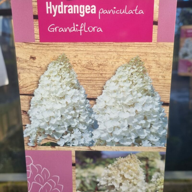 Hydrangea Paniculata Grandiflora 1/2 Standard