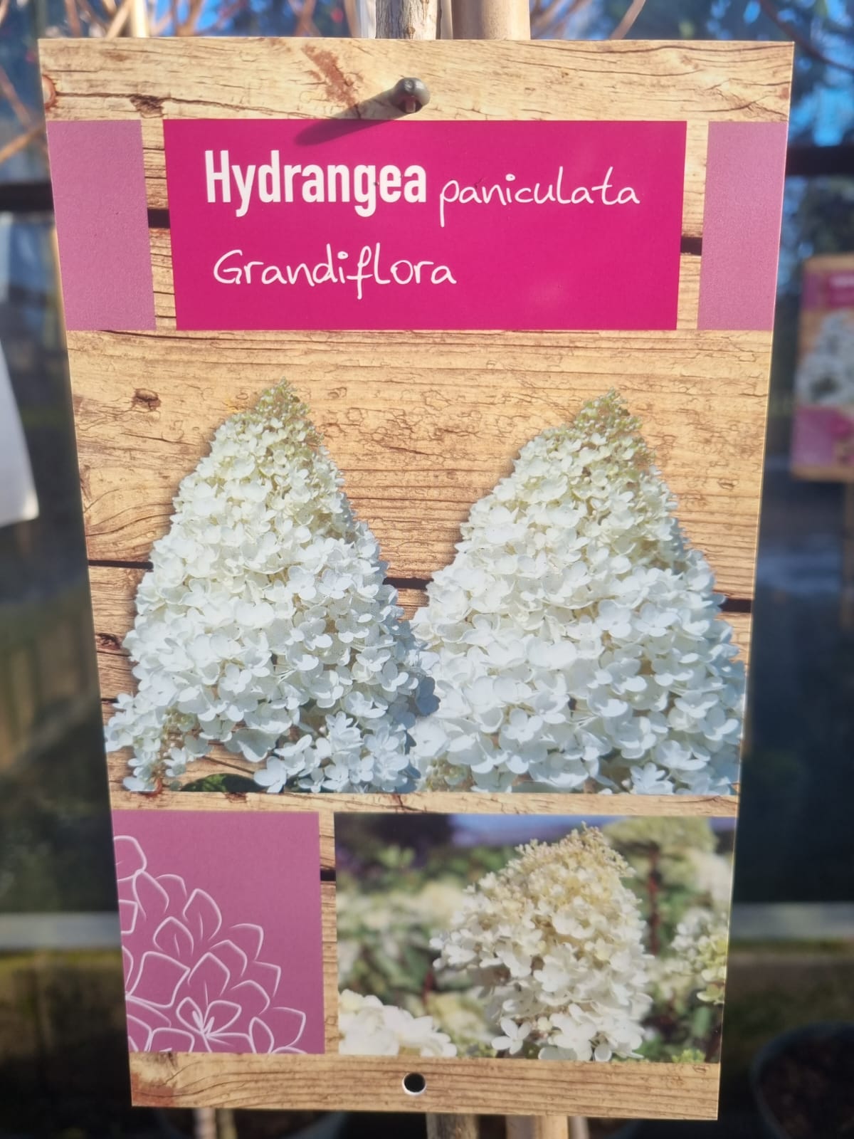 Hydrangea Paniculata Grandiflora 1/2 Standard - Holland House Garden ...