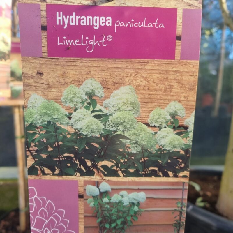 Hydrangea Paniculata Limelight 1/4 Standard