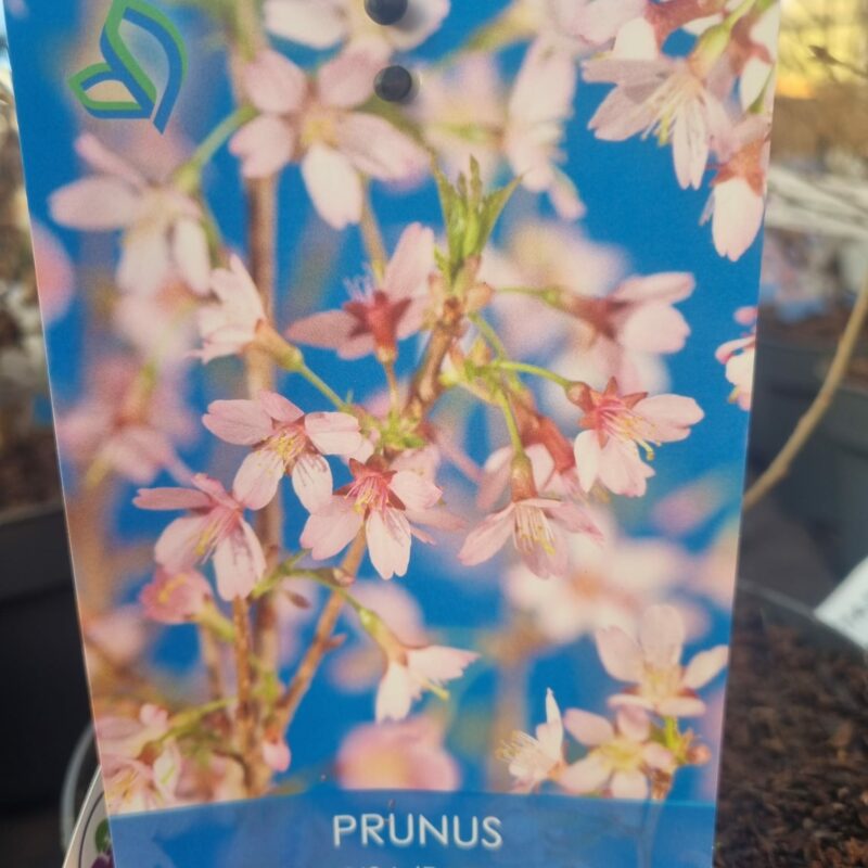 Prunus Incisa Paean