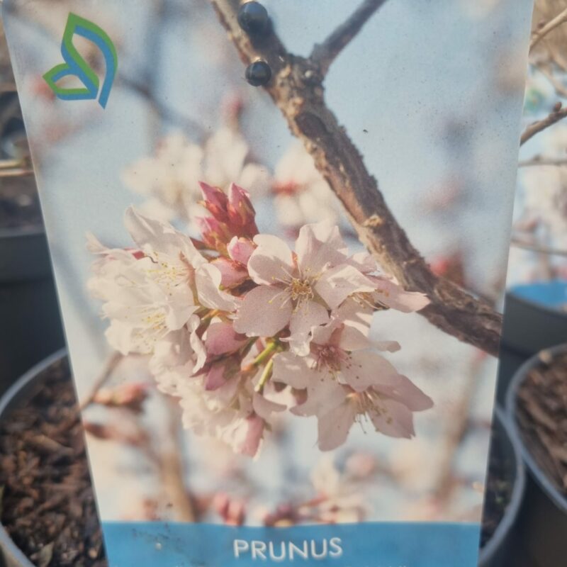 Prunus Incisa Kojou-No-Mai