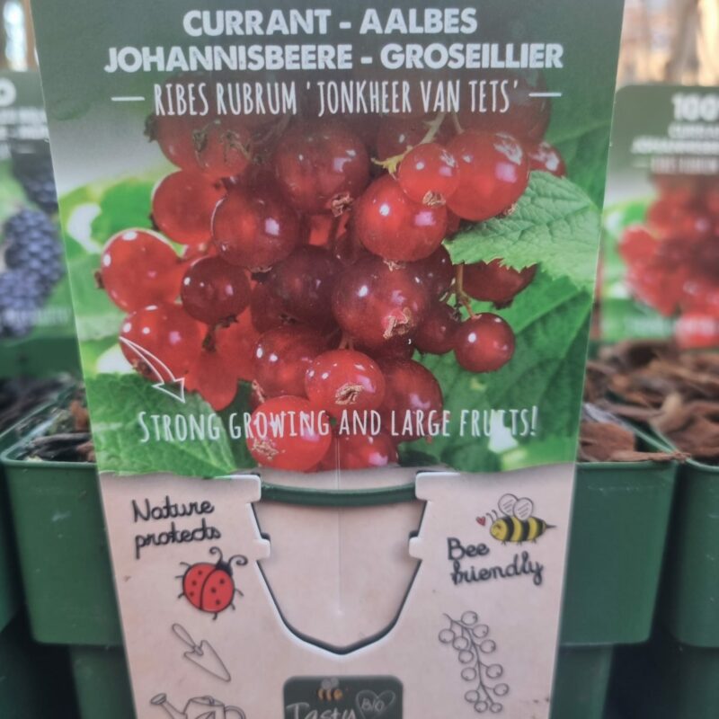Currant Jonkheer Van Tets