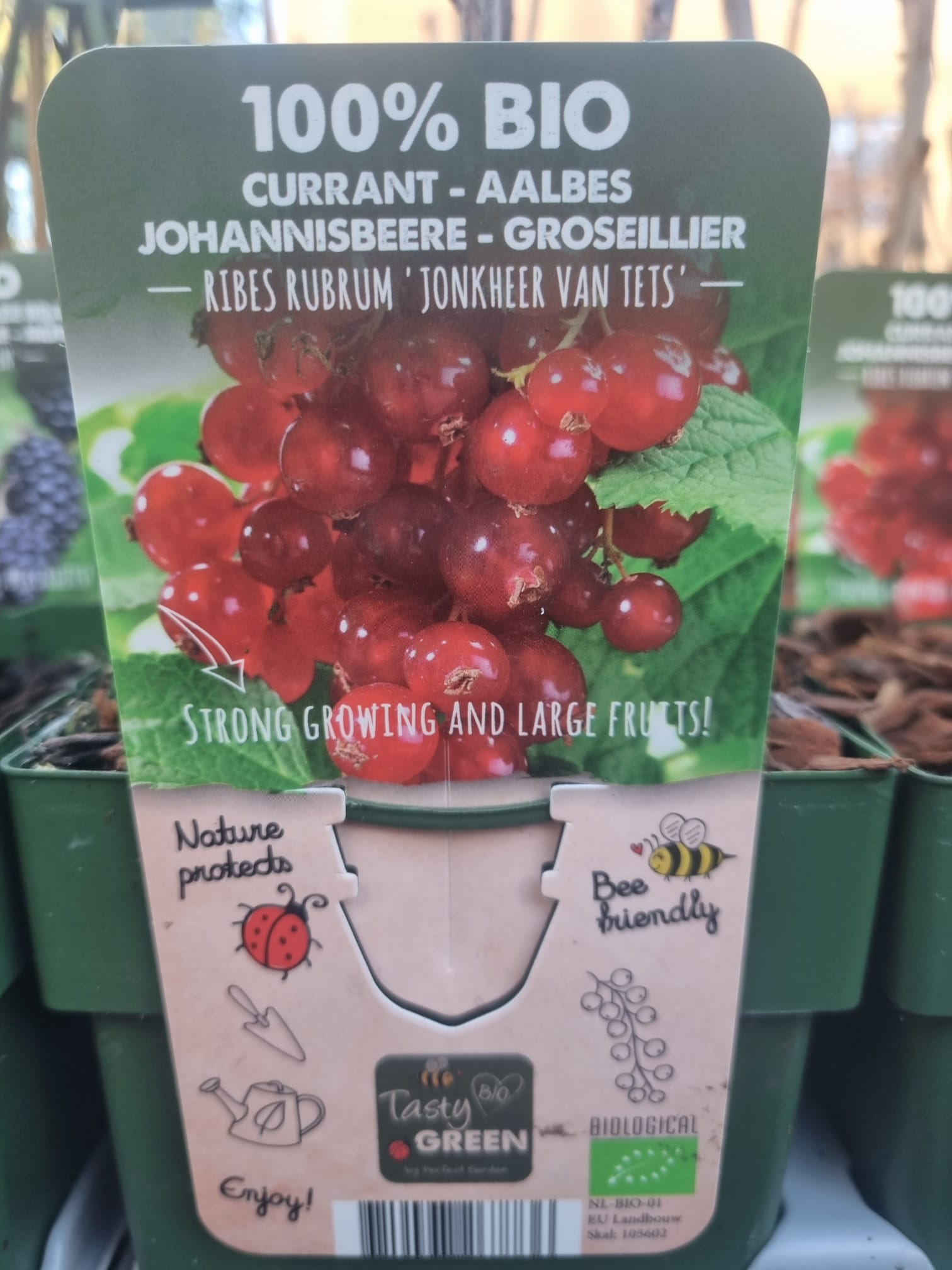Currant Jonkheer Van Tets - Holland House Garden Centre Preston