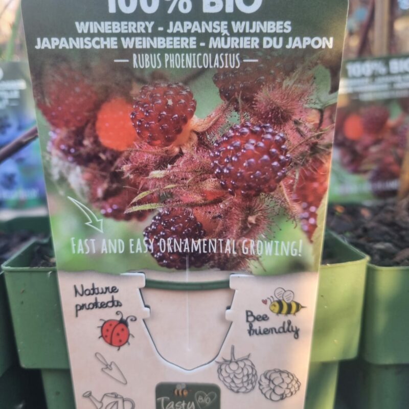 Wineberry Rubus Phoencolasius