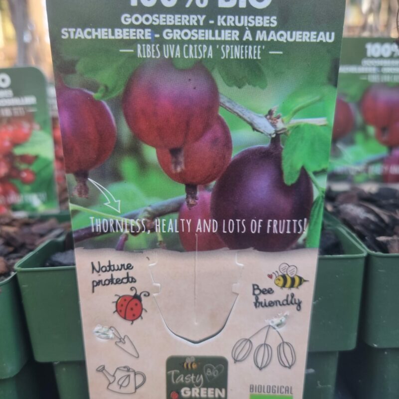 Gooseberry Bush
