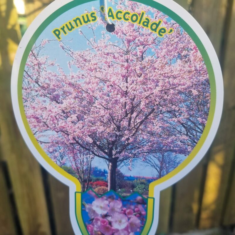 Flowering Cherry Accolade Std 5ltr