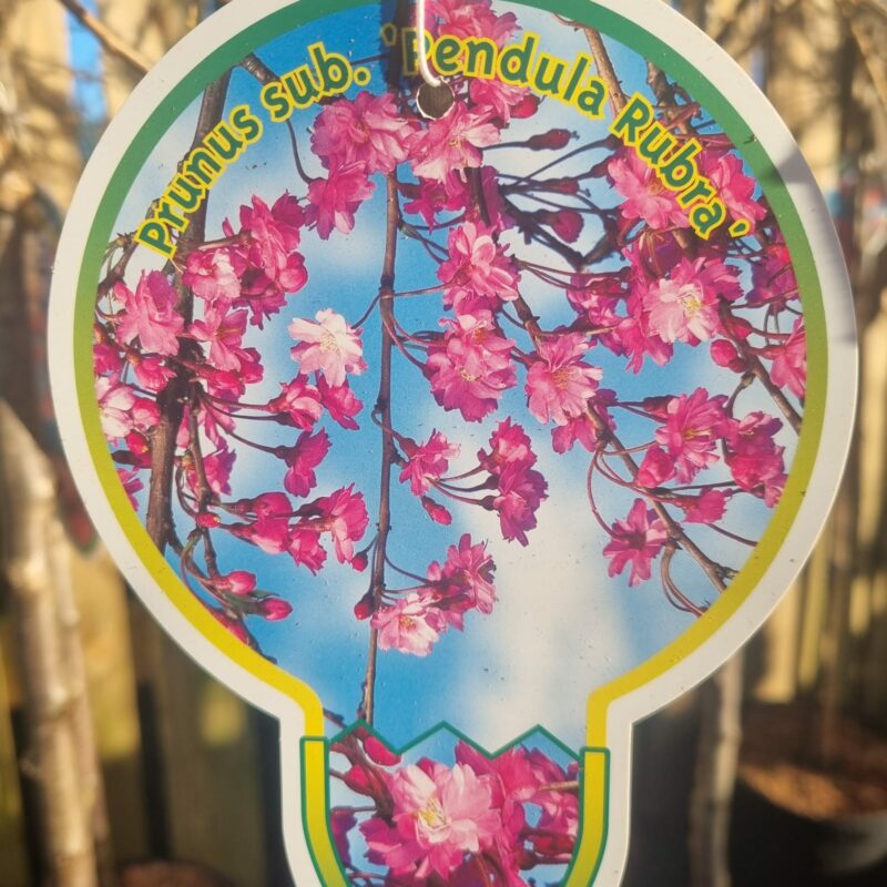 Flowering Cherry Pendula Rubra Std 5ltr