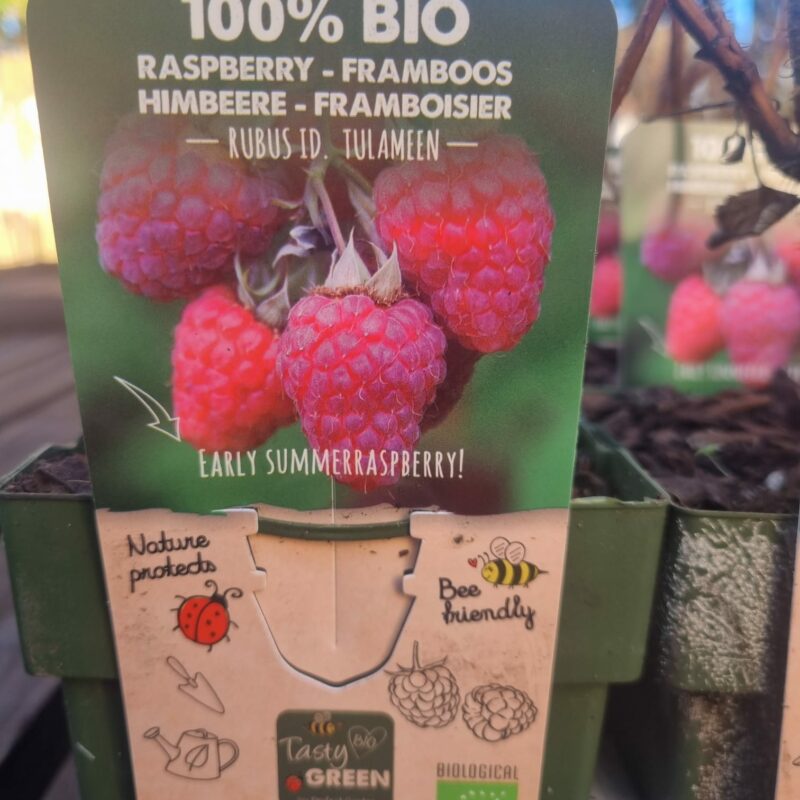 Rasberry