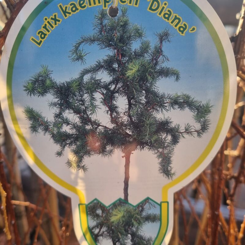 Larix Kaempferi Diana 5Ltr