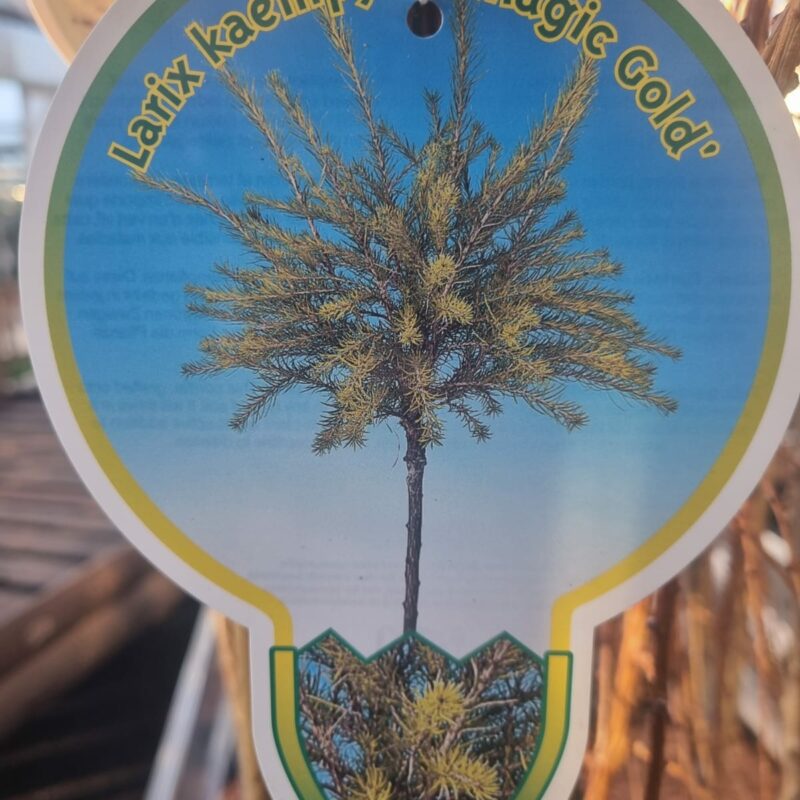 Larix Kaempferi Magic Gold 5 Ltr