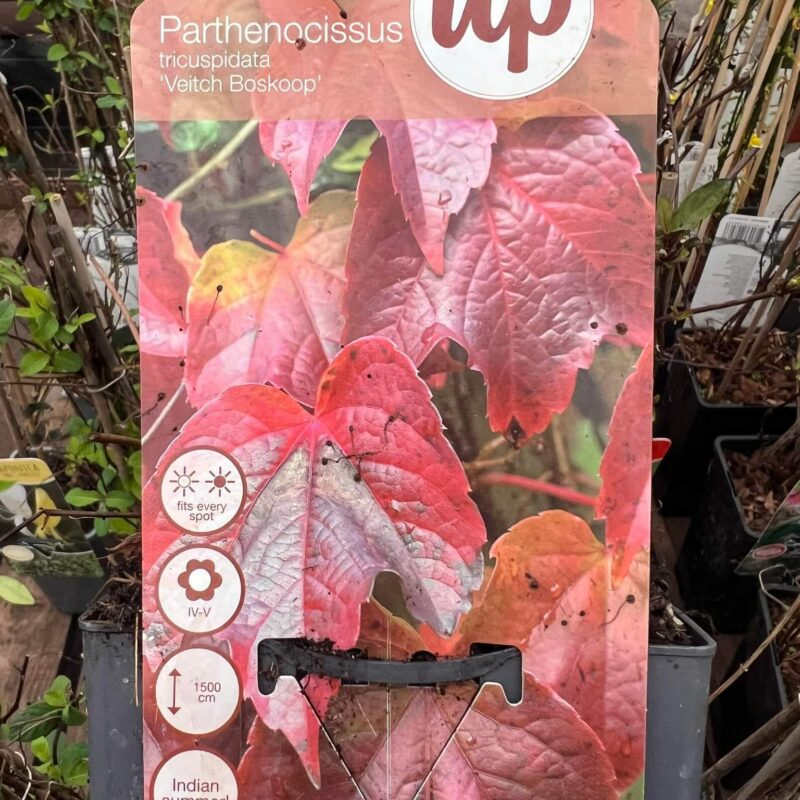 Parthenocissus Tricuspidata Veitch Boskoop