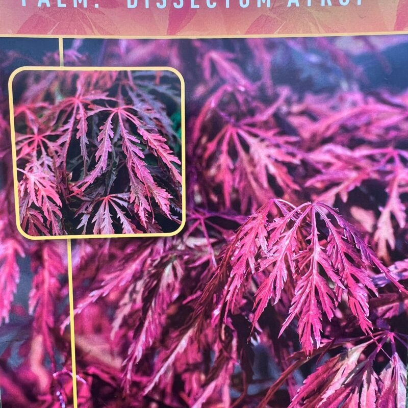 Acer-Palmatum Dissectum-Atrop-5Ft