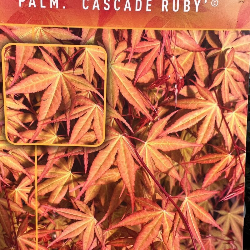 Acer-Palmatum Cascade-Ruby-5Ft