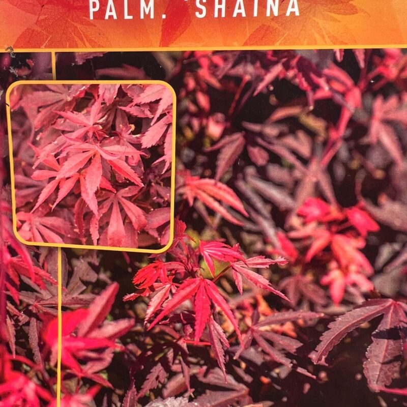 Acer-Palm.-Shaina-5F