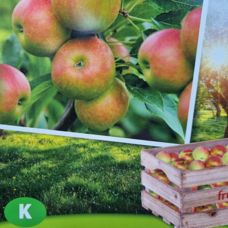 Apple, Cox Orange Pippin, 5Ft