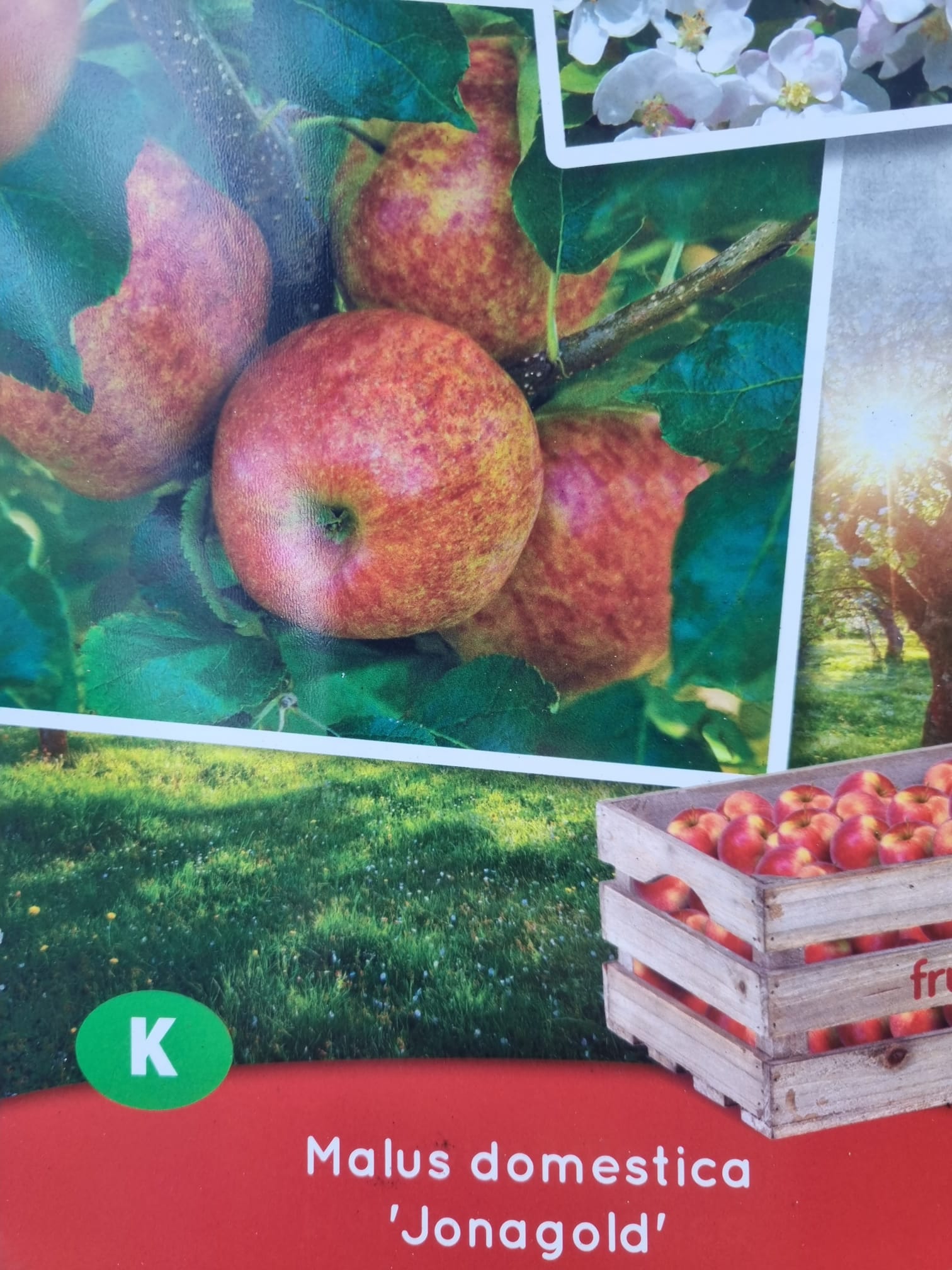 Apple, Jonagold, 5Ft Holland House Garden Centre Preston