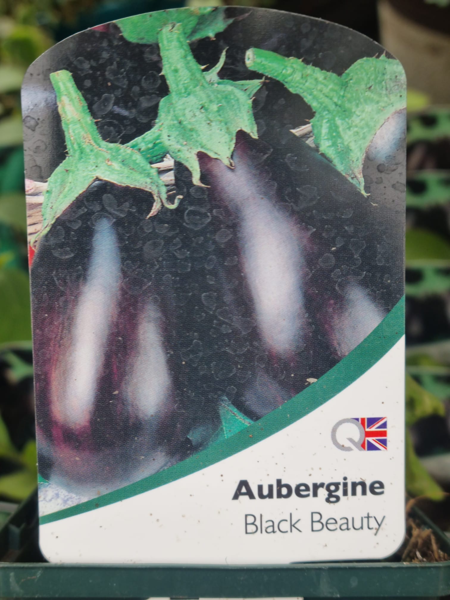 Aubergine-Black-Beauty-Multi-Strip-Pack