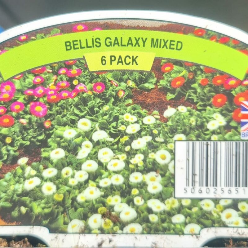 Bellis-Mix-4 pack