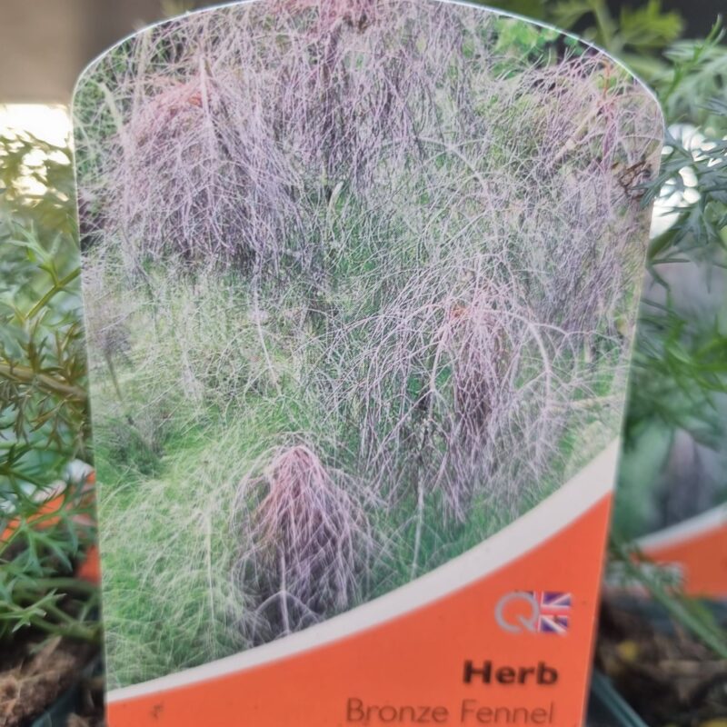 Bronze-Fennel-9-cm
