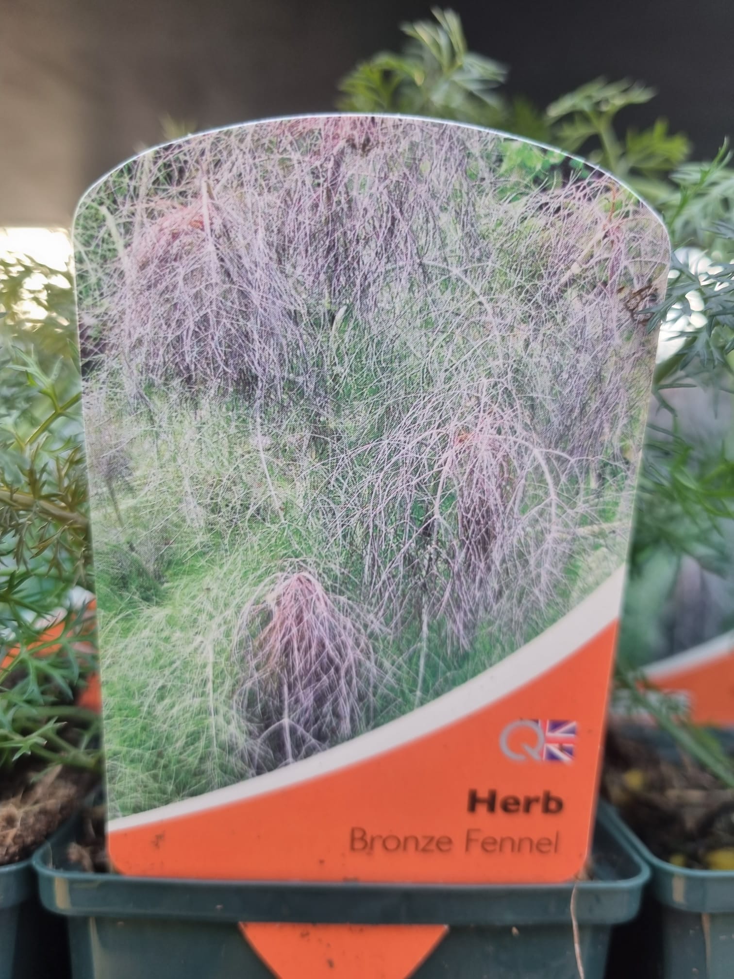 BronzeFennel9cm Holland House Garden Centre Preston