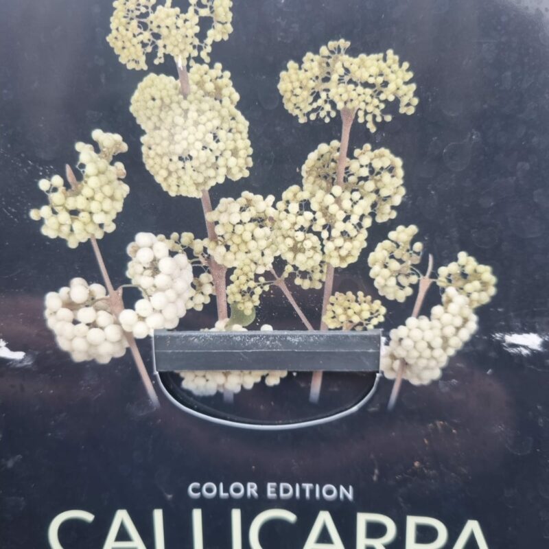 Callicarpa Snow-Queen 2-Ltr