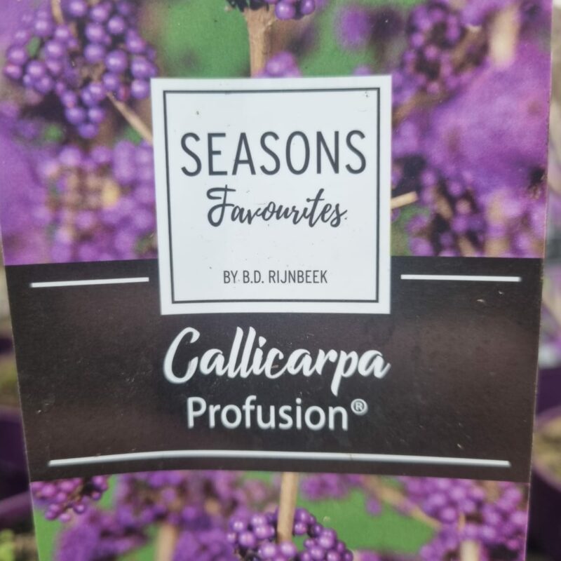Callicarpa Profusion 2Ltr