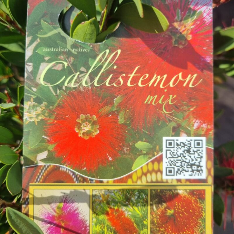 callistemon