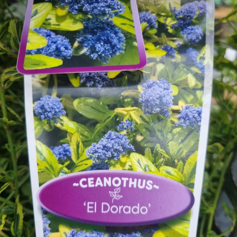 Ceanothus 2 Ltr El Dorado