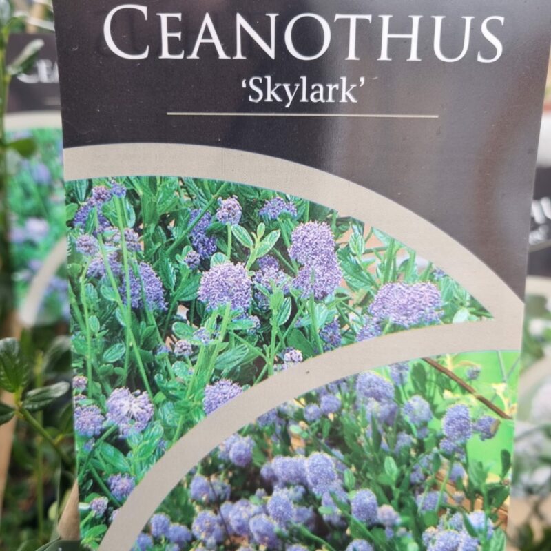 Ceanothus-SkyLark-2-Ltr-Pyramid
