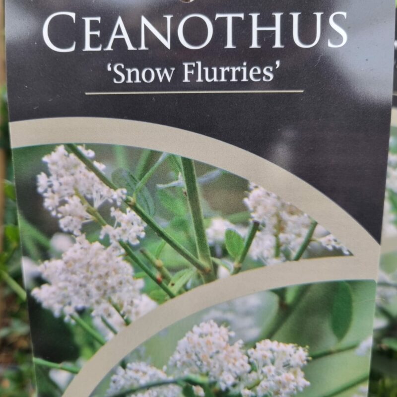 Ceanothus-Snow-Flurries-2-Ltr-Pyramid