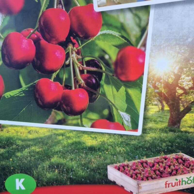 Cherry, Stella, 5Ft