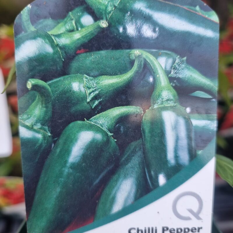 Chilli-Pepper-Jalapeno-9-cm