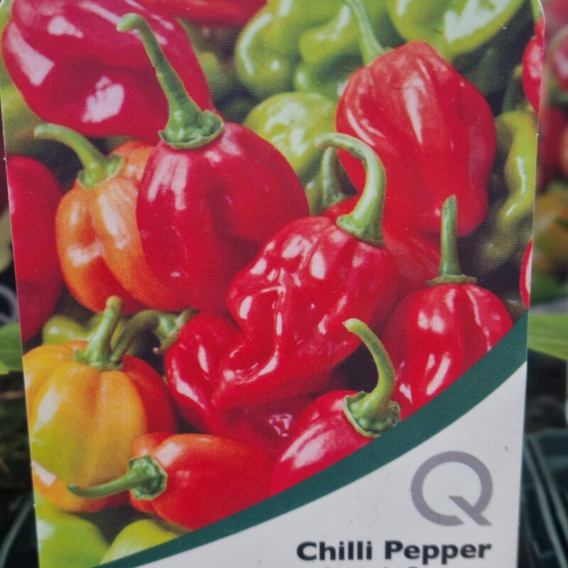 Chilli-Pepper-Scotch-Boonnet-10cm