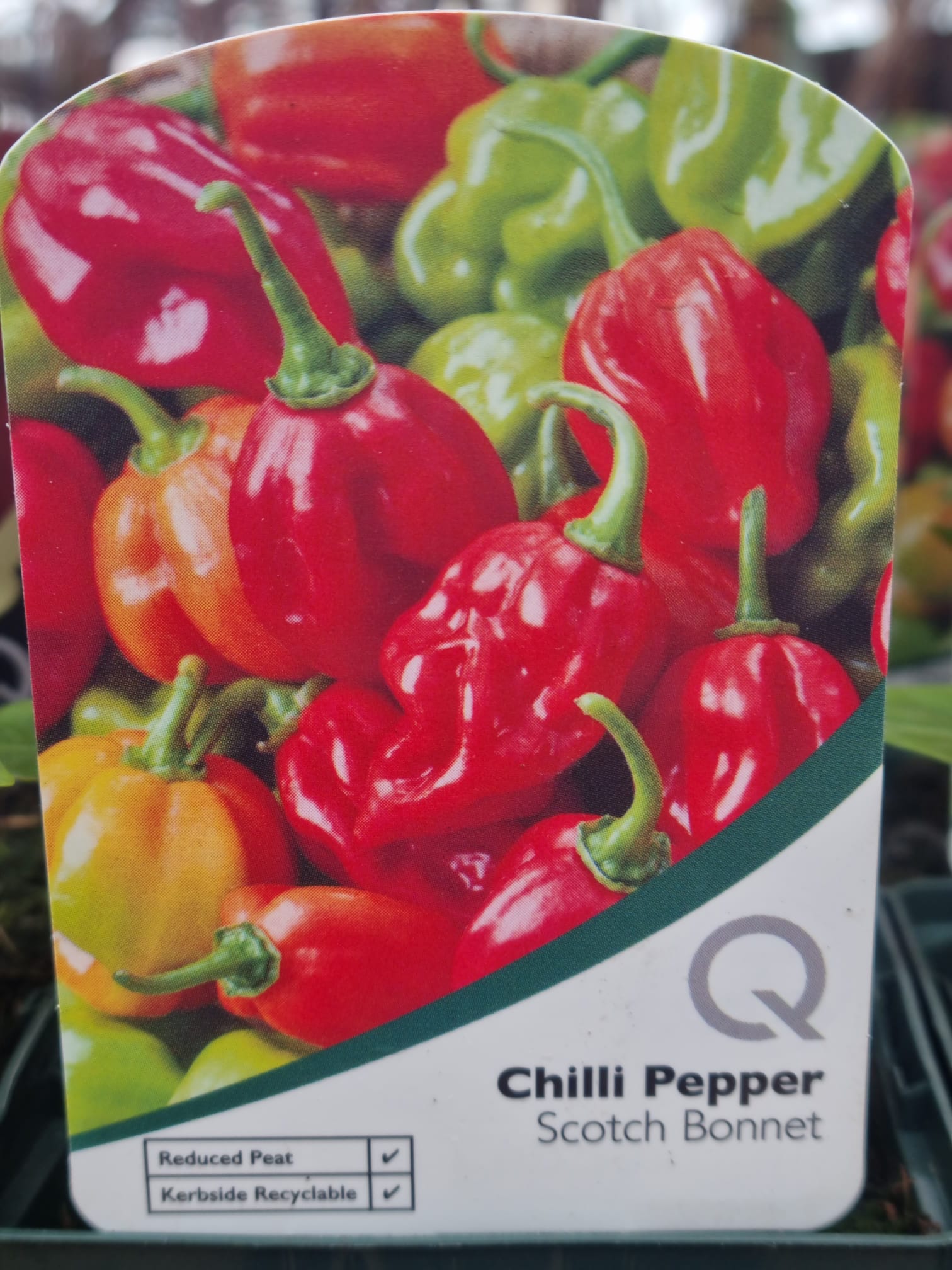 Chilli-Pepper-Scotch-Boonnet-10cm