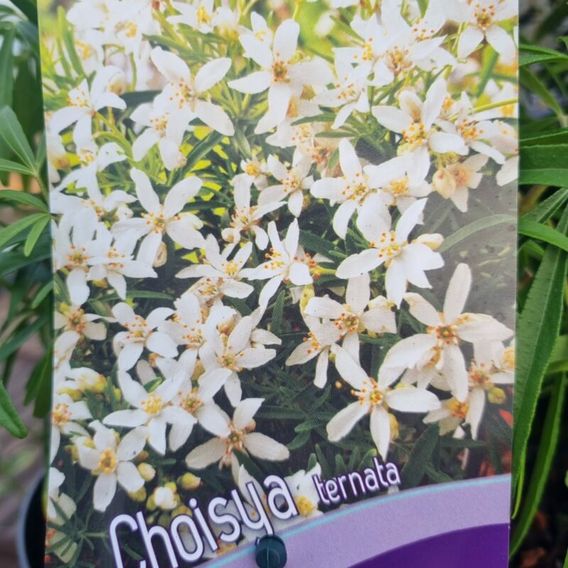 Choiisya-2-Ltr-Aztec-Pearl