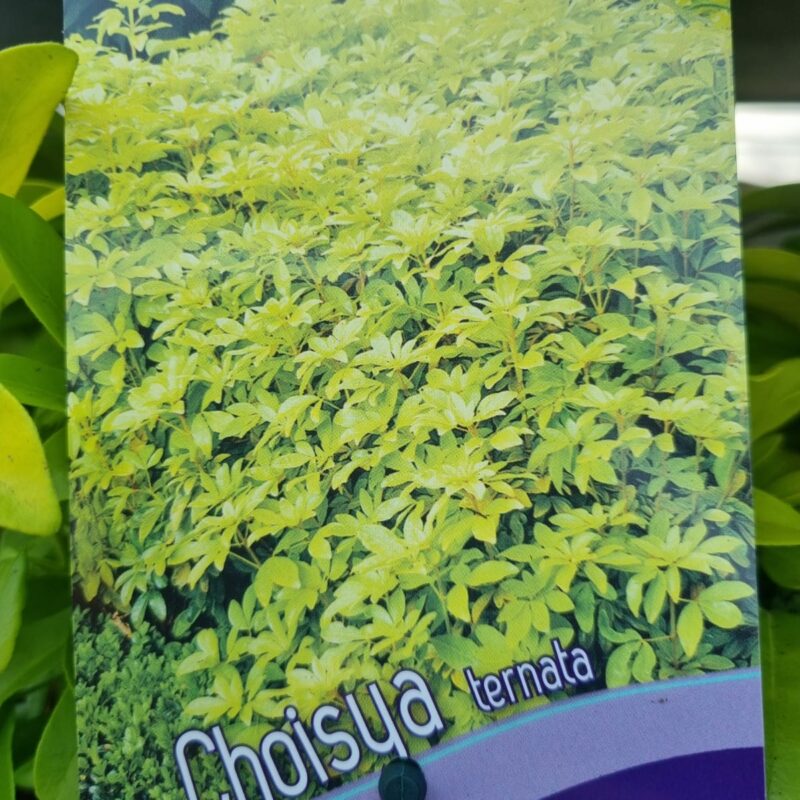 Choisya-2-Ltr-Brica