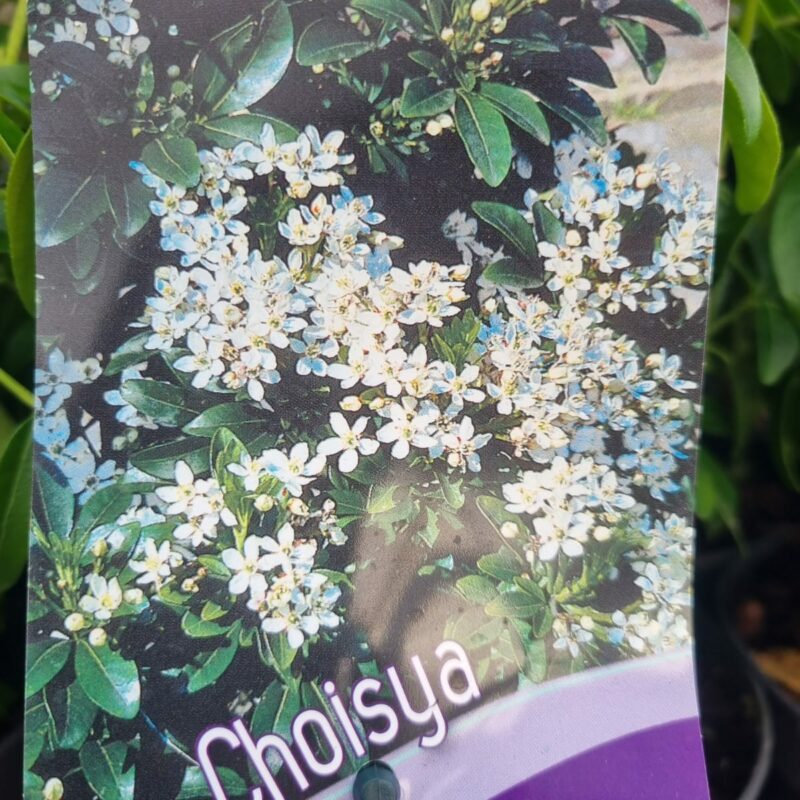 Choisya-2-Ltr-Ternata