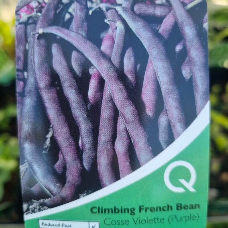 Climbing-French-Bean-Cosse-Violette Multi Strip Pack