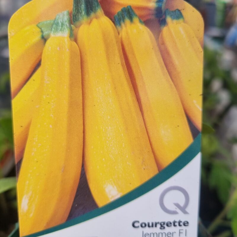 Corgette-Jemmer-9-cm.