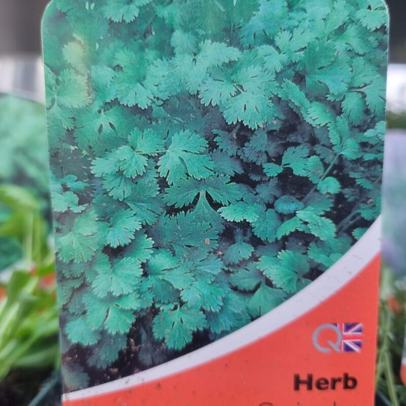 Coriander-9-cm