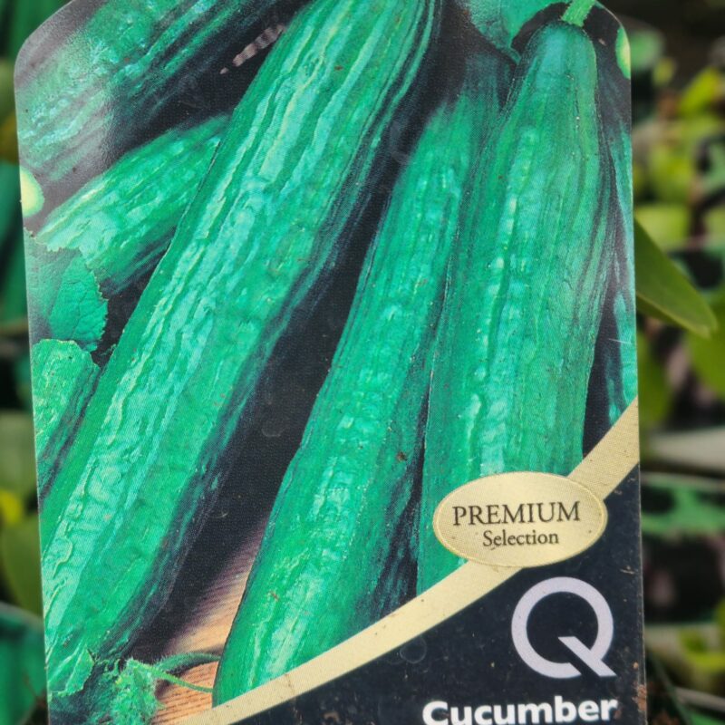 Cucumber-Femspot-10-cm