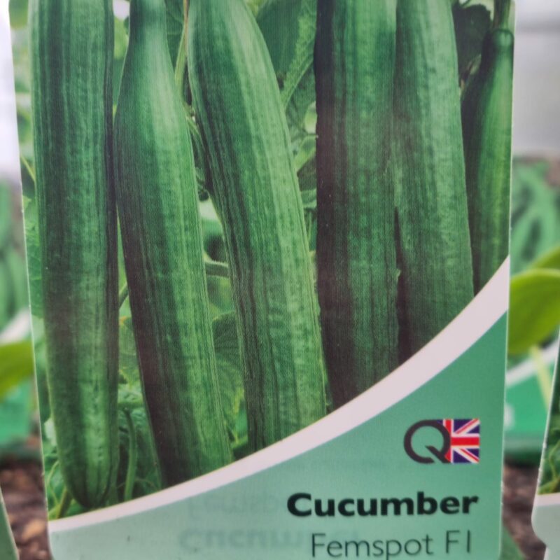 Cucumber-Femspot-Multi-Strip-Pack